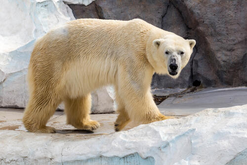 Большой белый медведь гуляет в зоопарке
