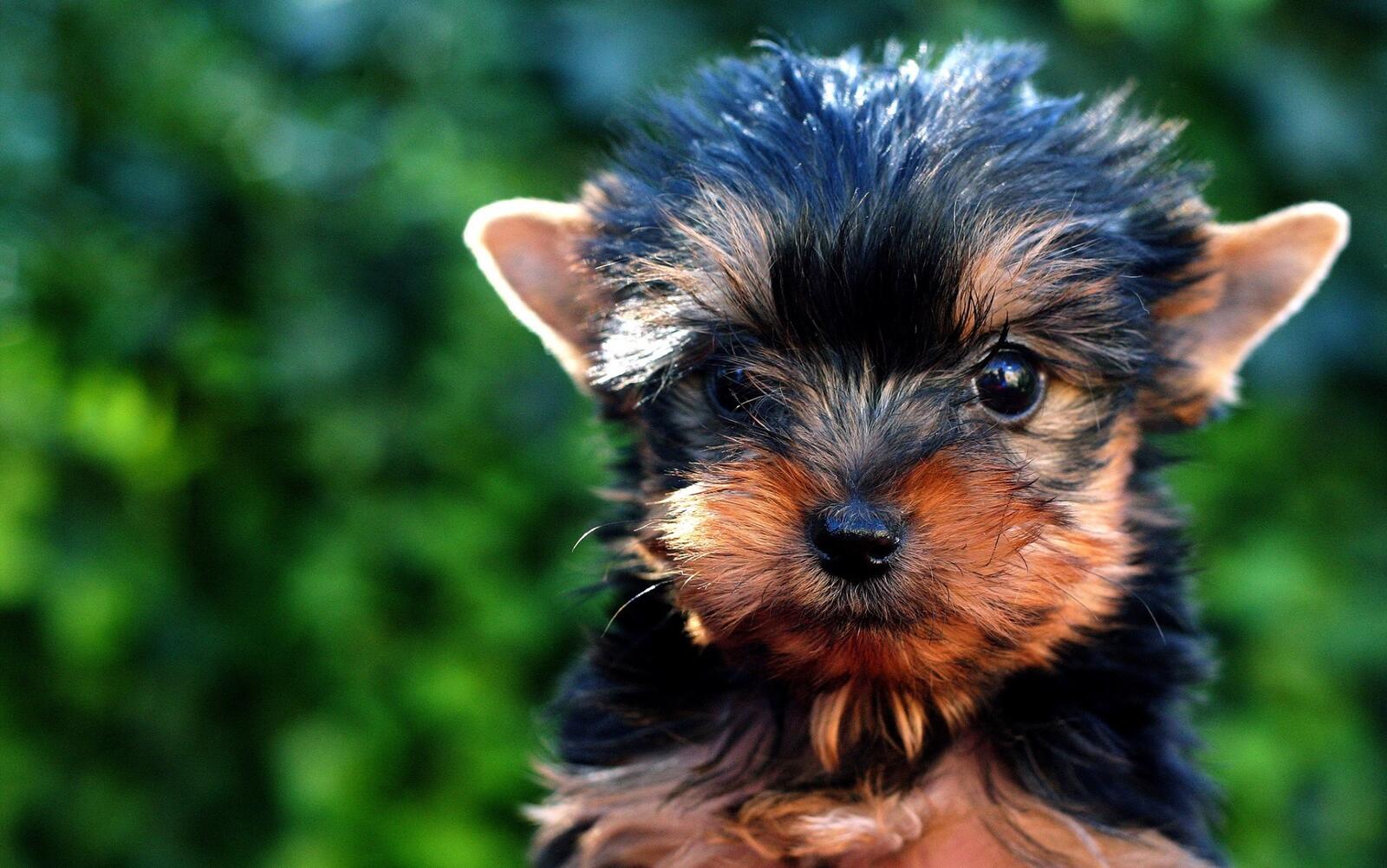 Free photo A little Yorkshire terrier puppy.
