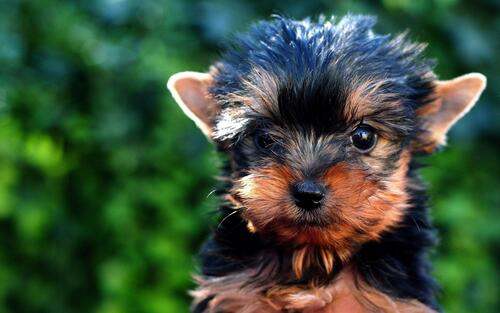 A little Yorkshire terrier puppy.
