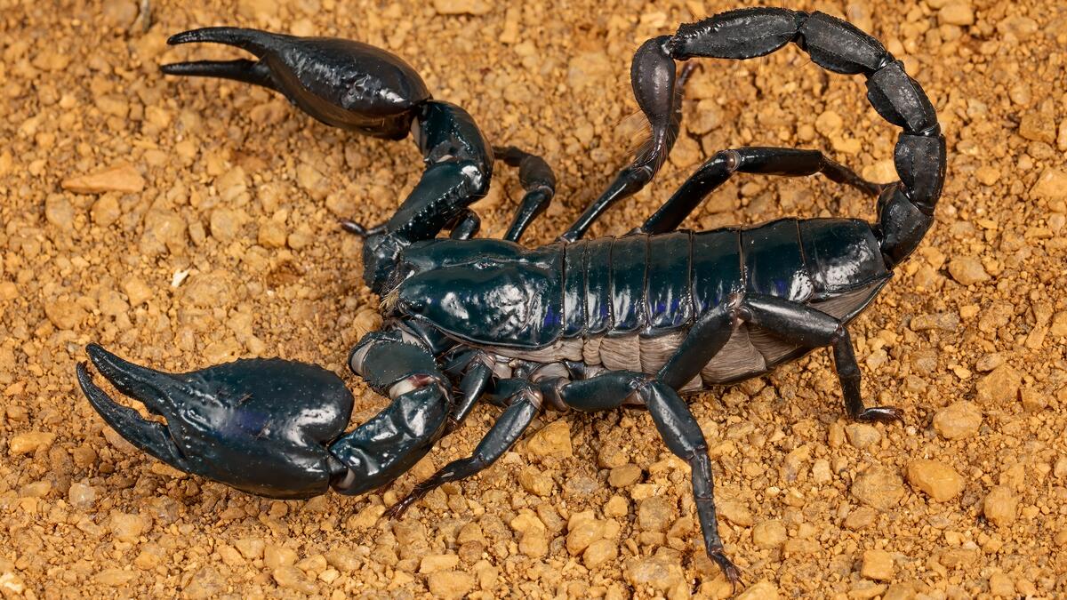 Черный скорпион на песке