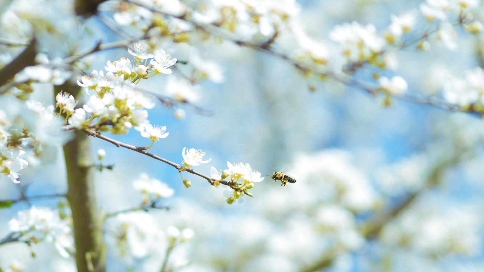 Free photo Cherry blossom sprigs with white petals