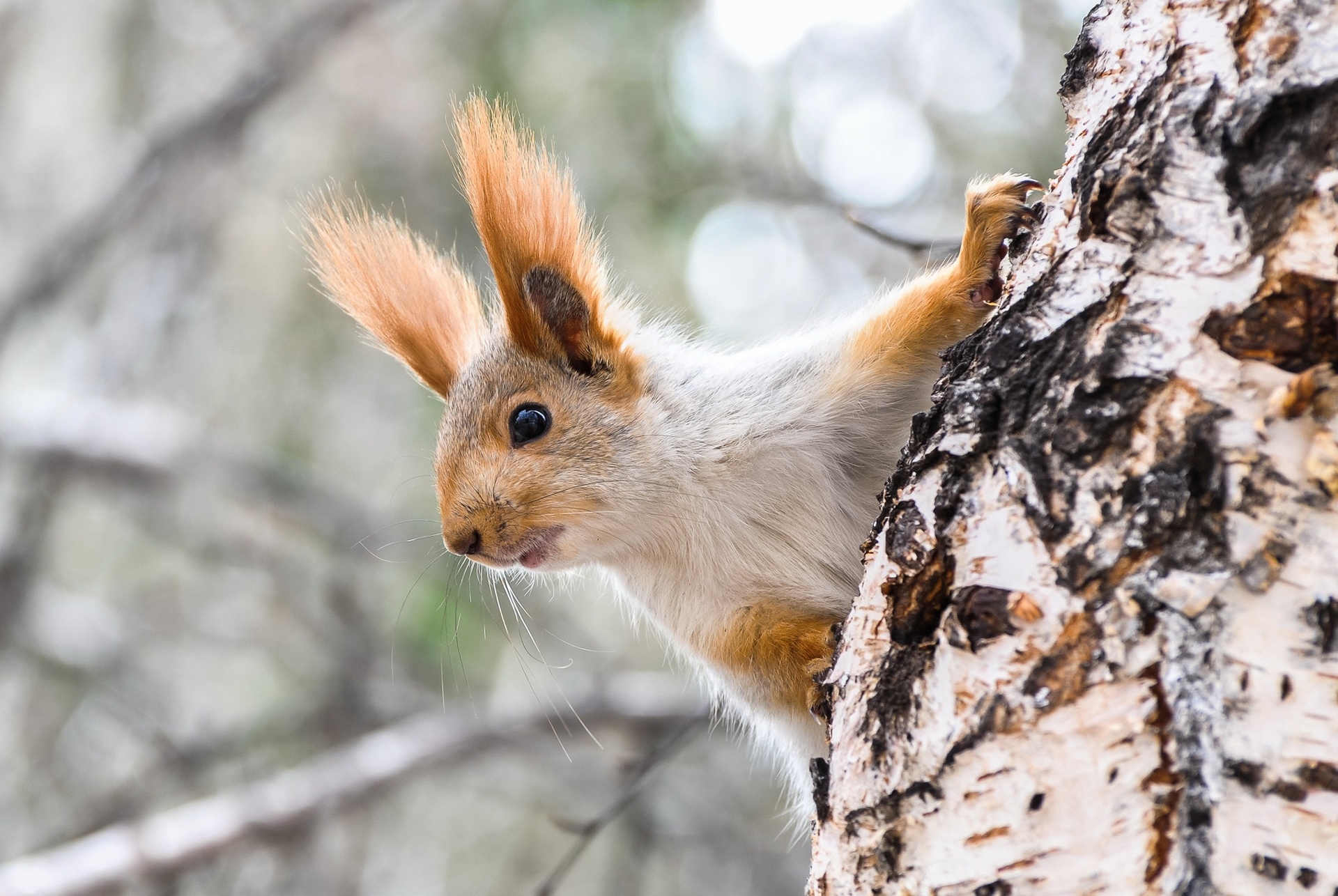 免费照片一只小松鼠从树后探出头来