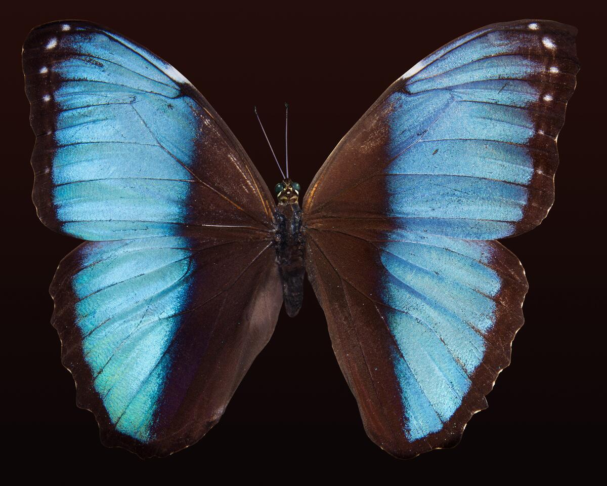 Черная бабочка с голубыми полосами на крыльях