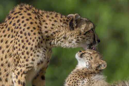 Mama cheetah licking her baby