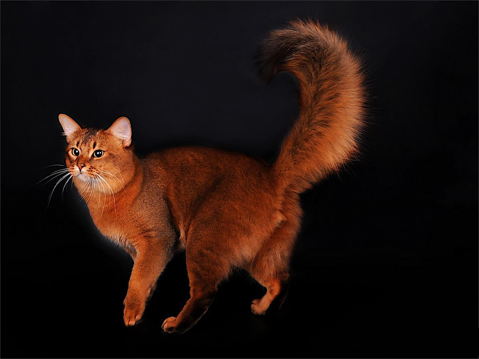Wallpapers cat animal red-head on the desktop
