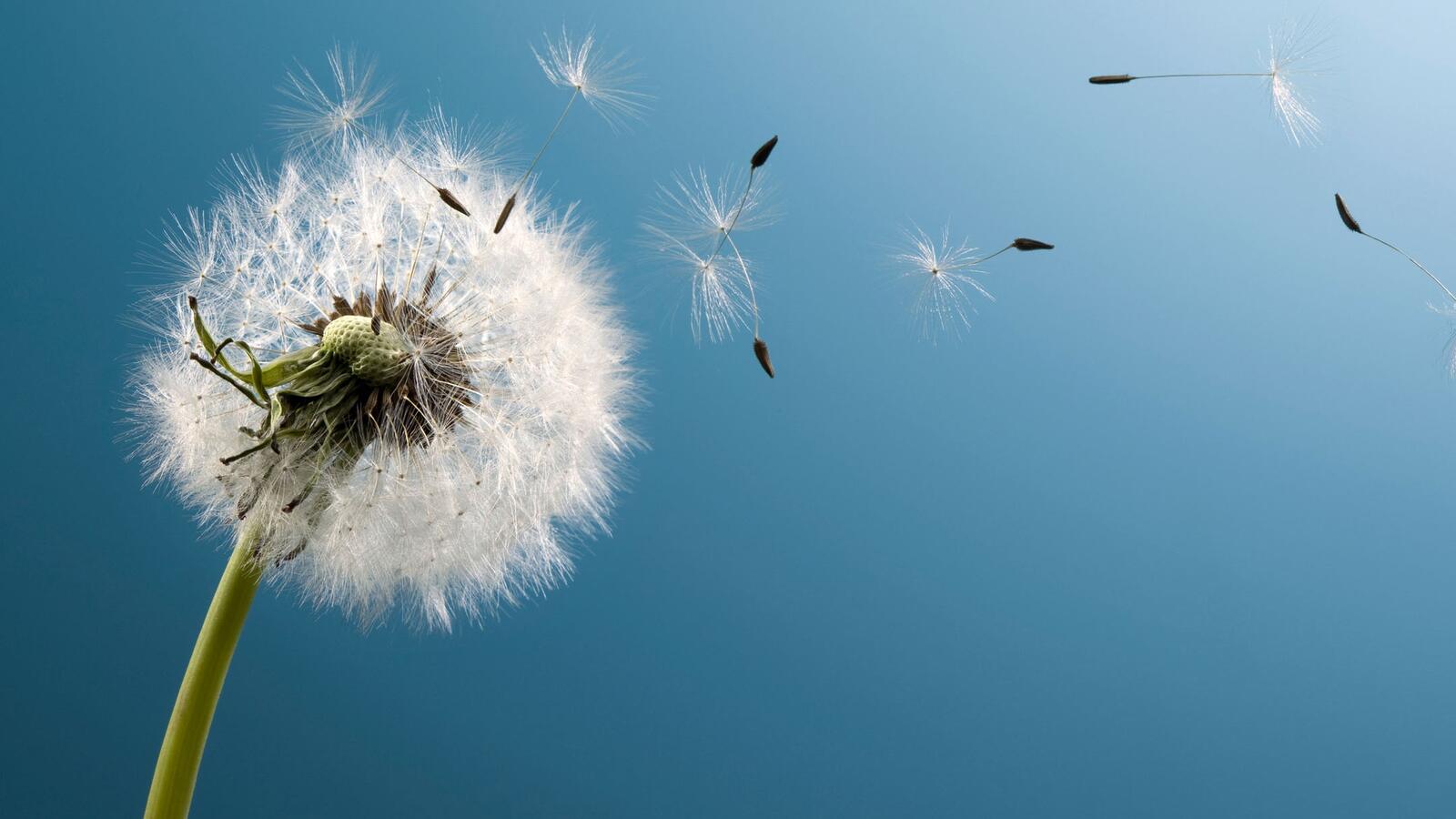 Free photo Dandelion seeds fly in the wind