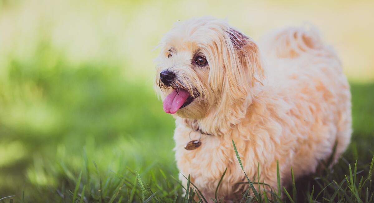 A joyful puppy on the green grass