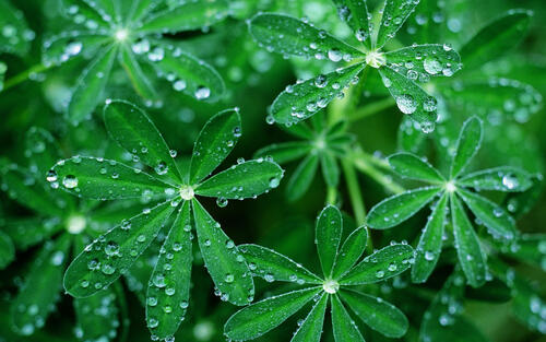 Drops of water after rain on green petals