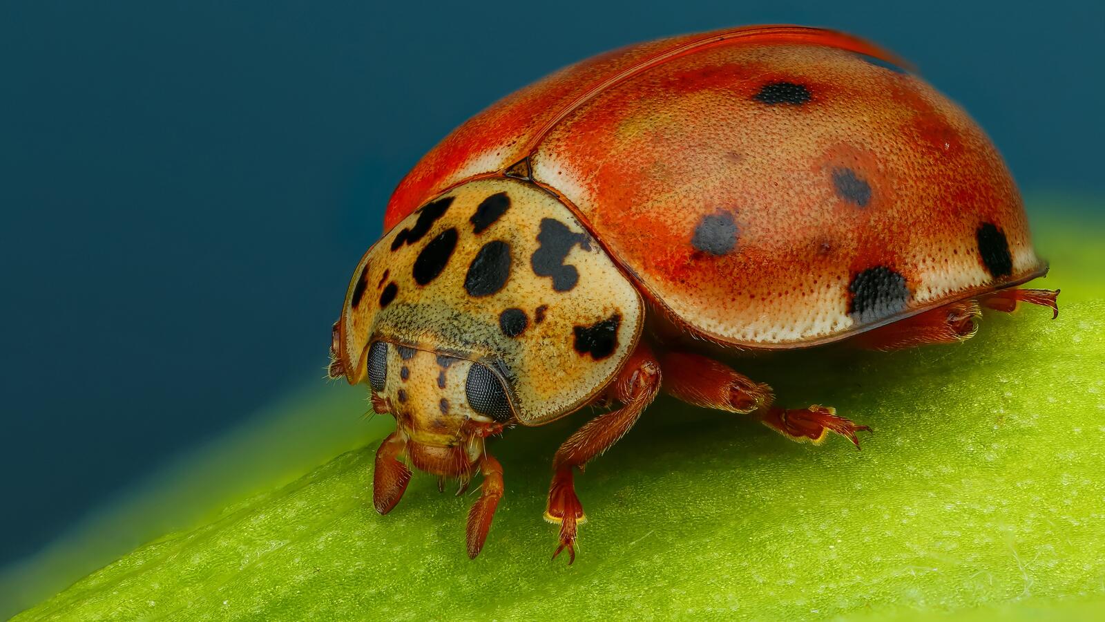 Free photo Close-up photo of a ladybug with black spots