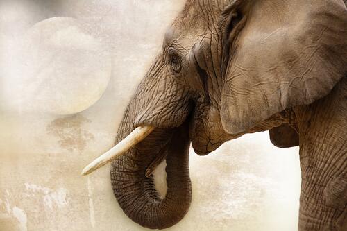 An elephant with tusks from Botswana
