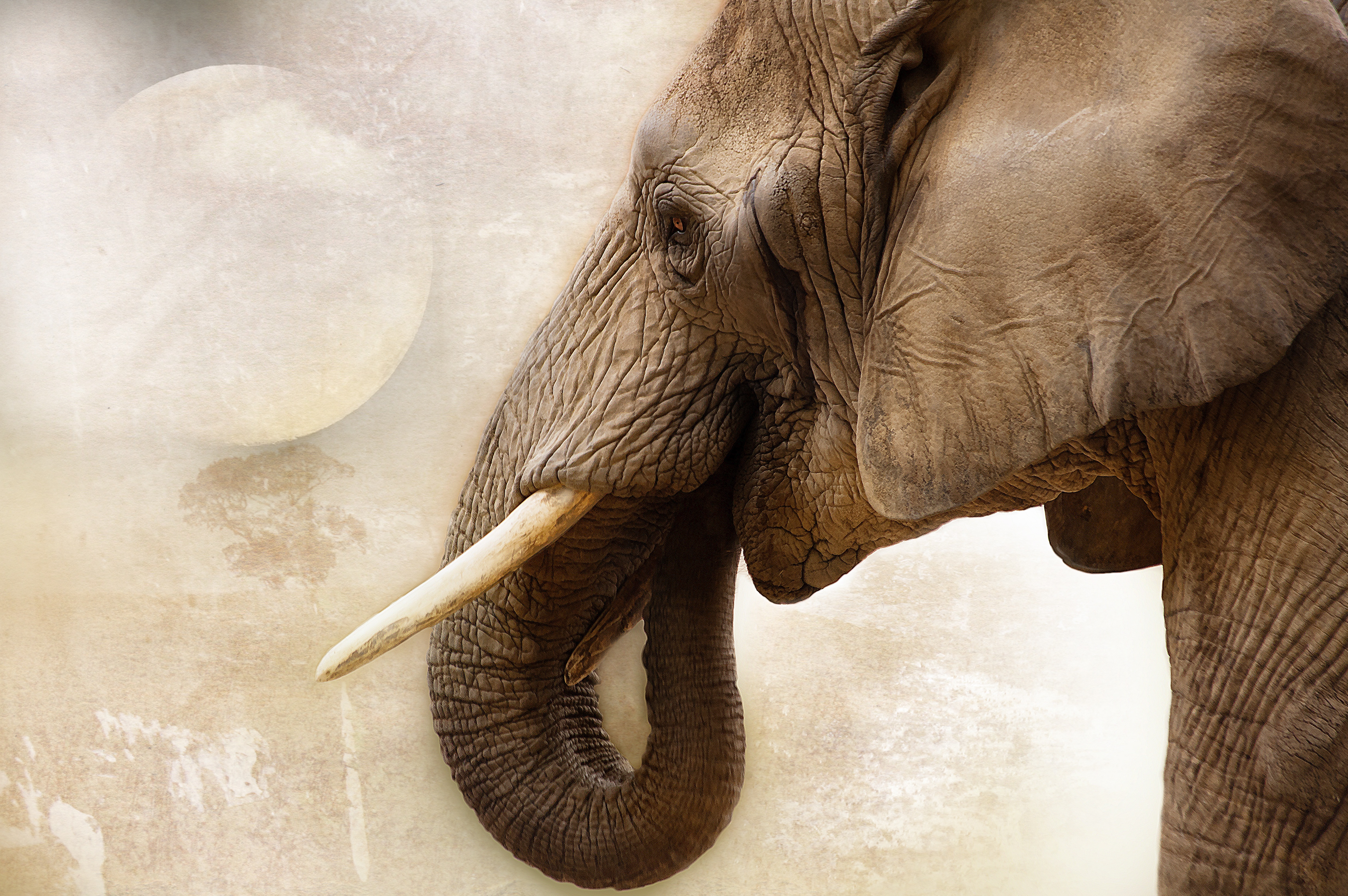 Free photo An elephant with tusks from Botswana