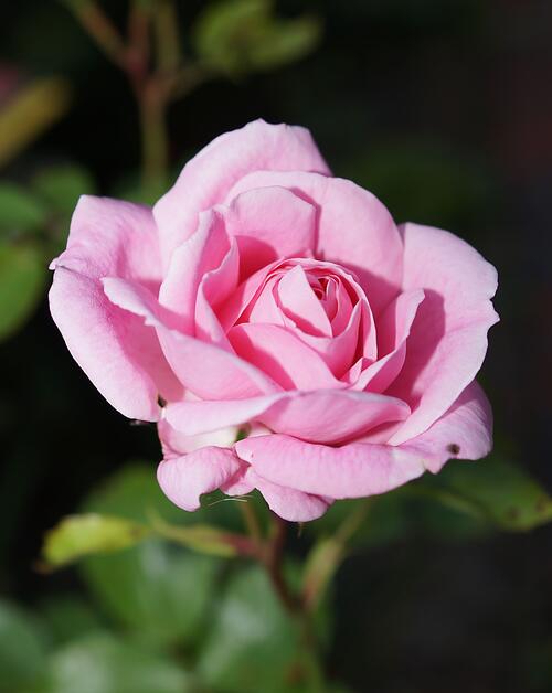 A lone pink rosebud
