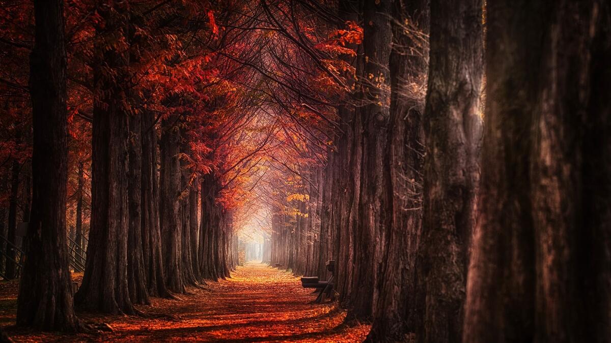 An alley in an autumn forest among old trees