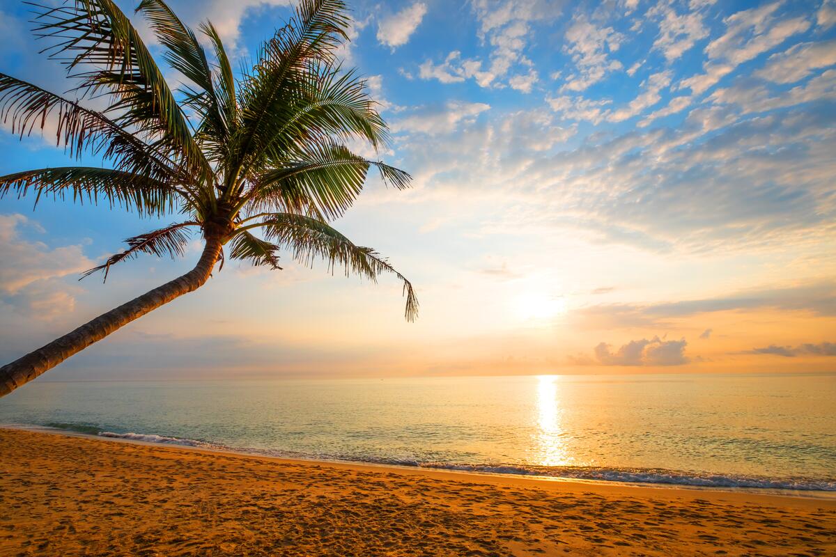 Песчаный пляж с пальмами на закате