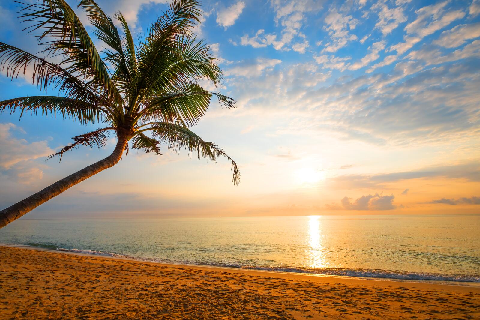 Free photo A sandy beach with palm trees at sunset