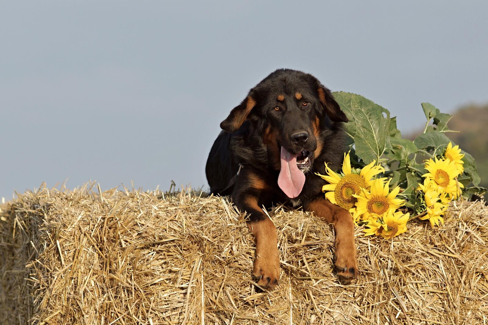 Free photo A dog with his tongue stretched out lies on a haystack with sunflowers