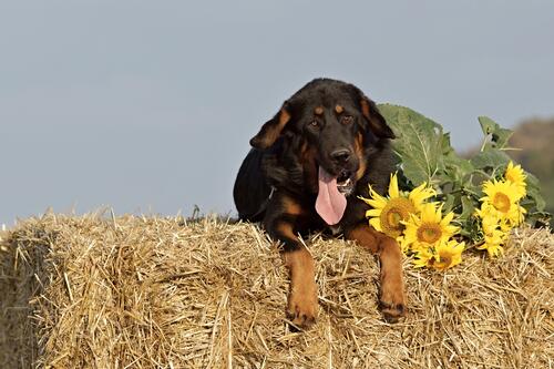 A dog with his tongue stretched out lies on a haystack with sunflowers
