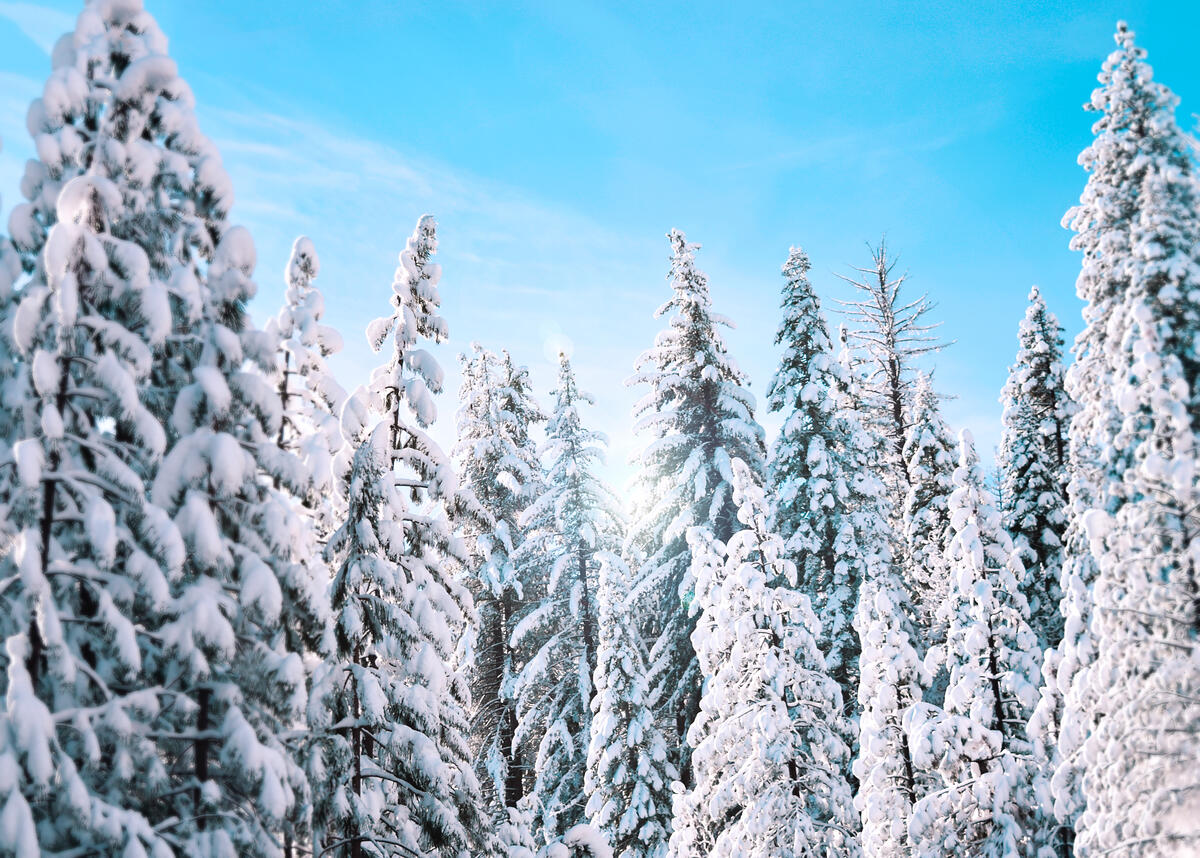 White winter spruce forest in snowdrifts