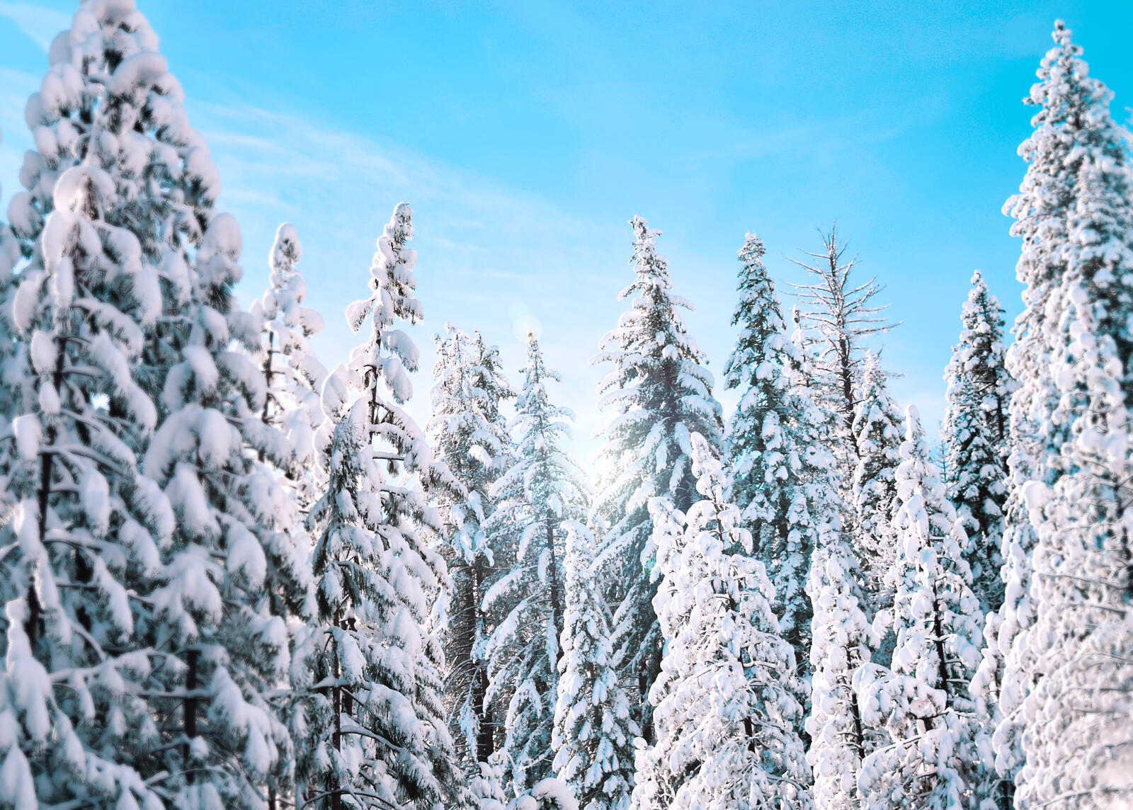 Free photo White winter spruce forest in snowdrifts