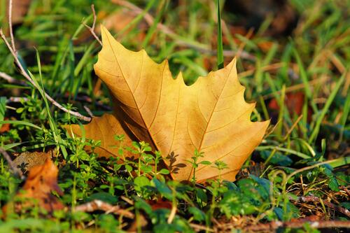 A yellow maple leaf in the grass