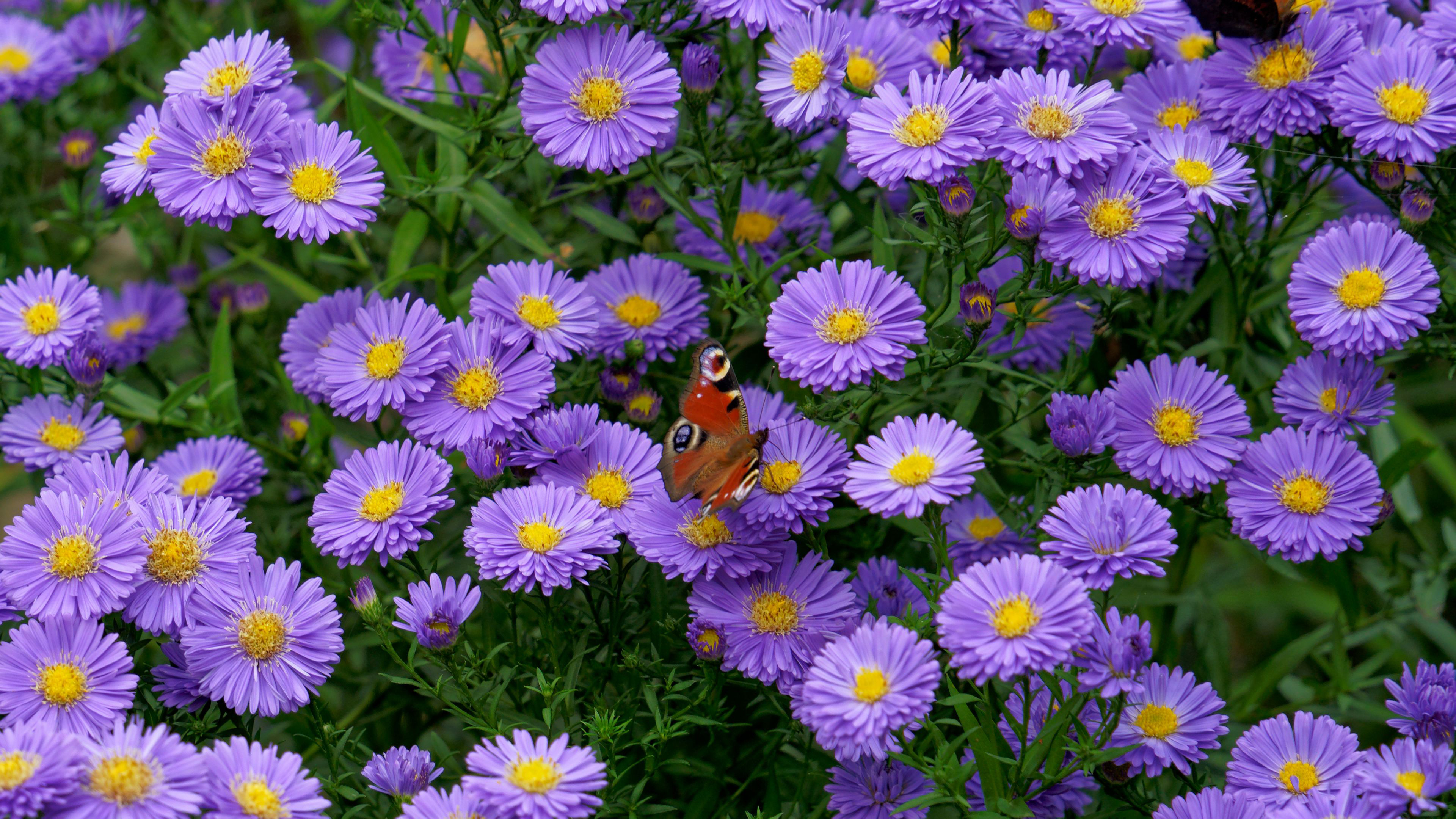 Фото бесплатно обои фиолетовые цветы, поле, кусты