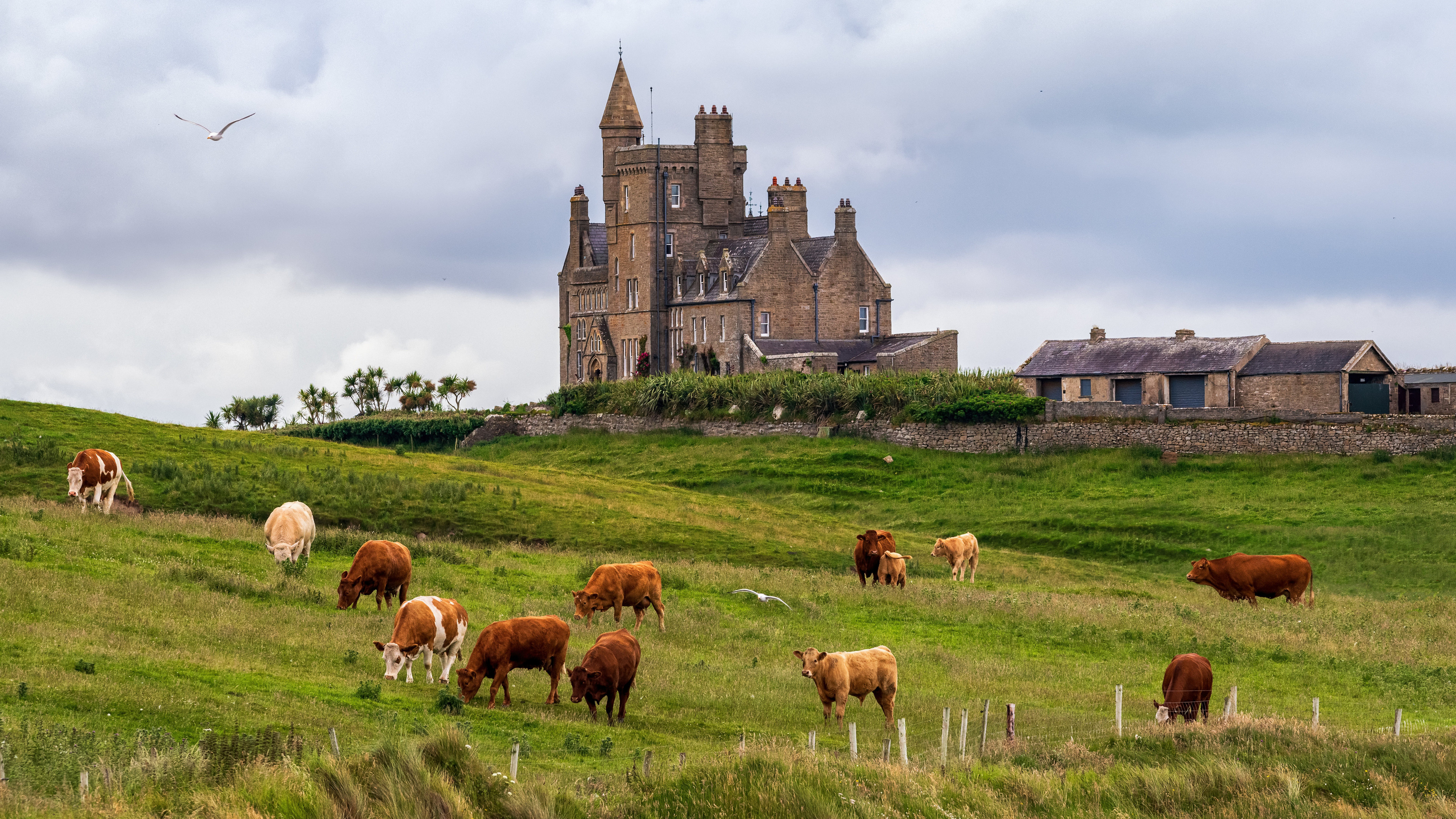 Коровы пасутся на зеленой лужайке рядом с большим замком