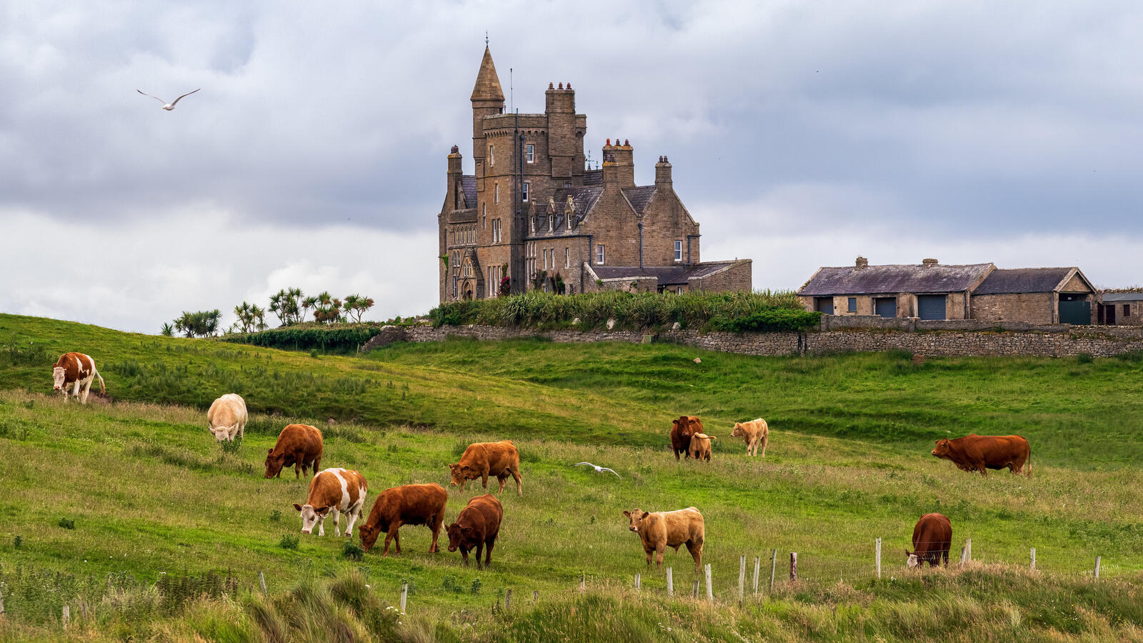 Бесплатное фото Коровы пасутся на зеленой лужайке рядом с большим замком