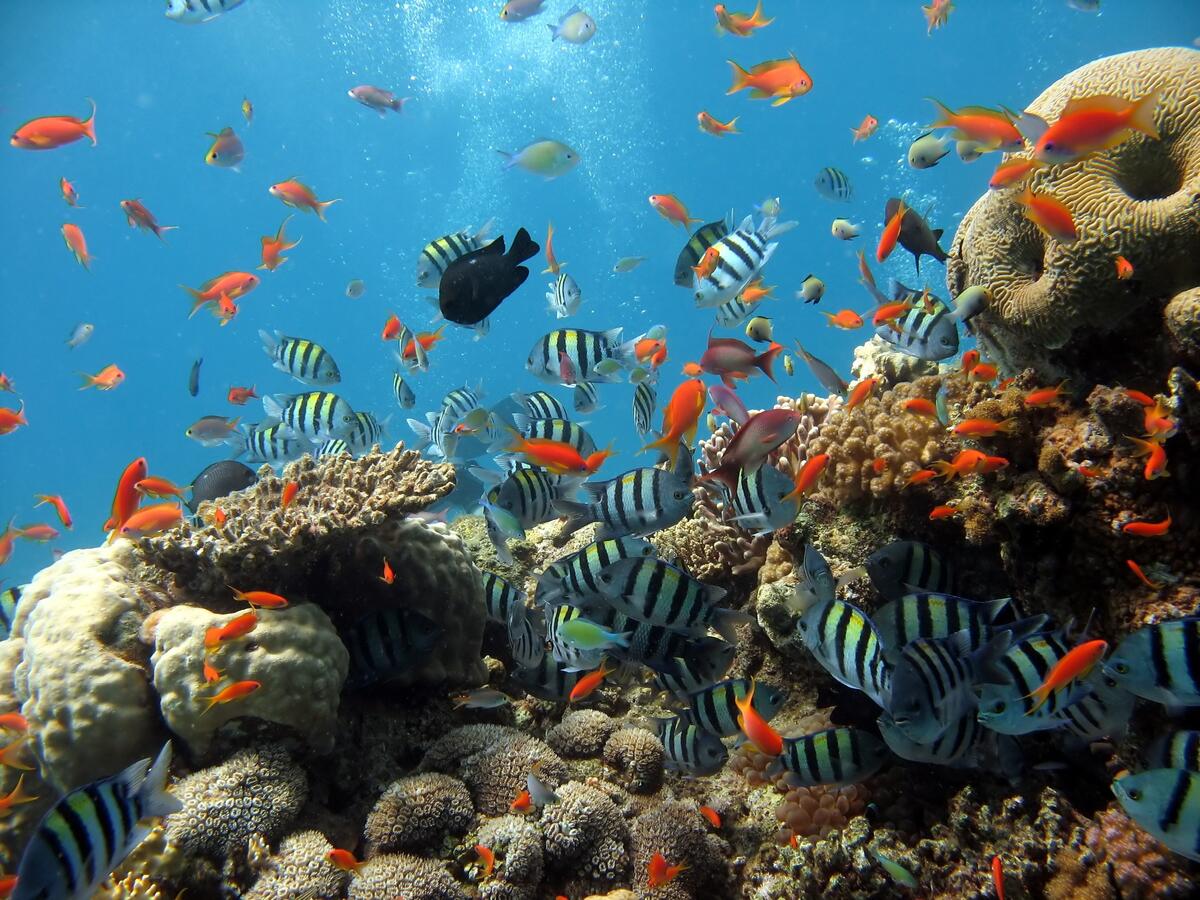 Рыбы кораллового рифа на дне океана