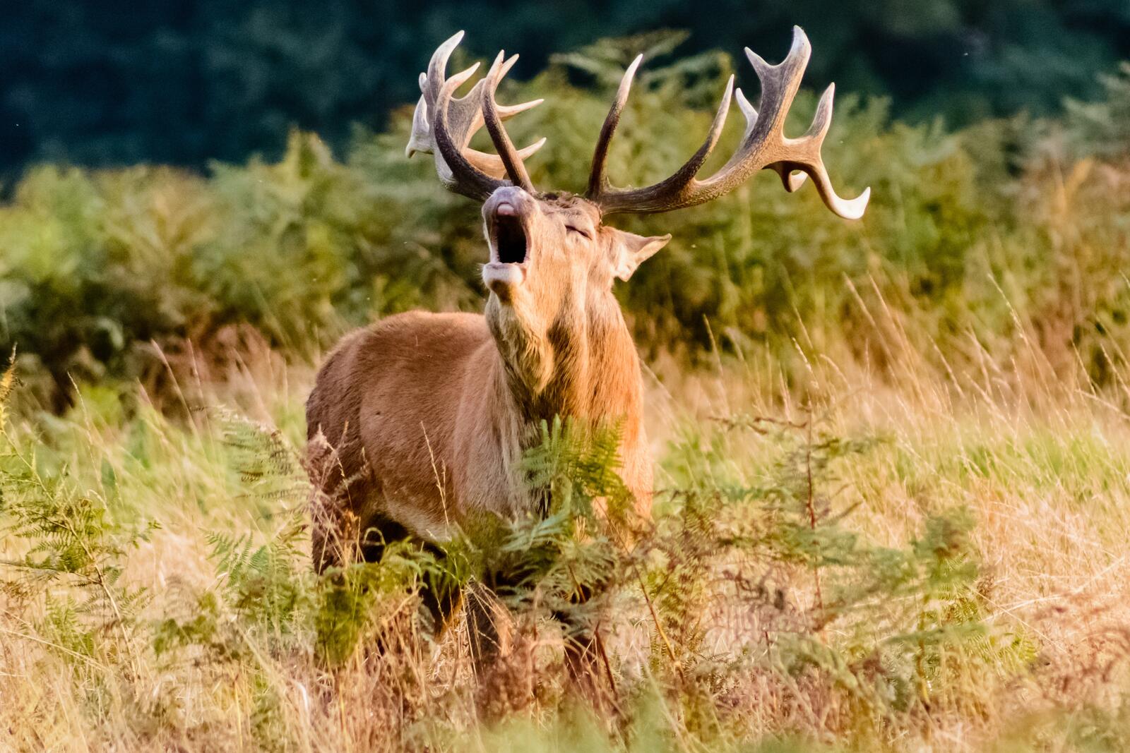 Бесплатное фото Красивый белохвостый олень с большими рогами