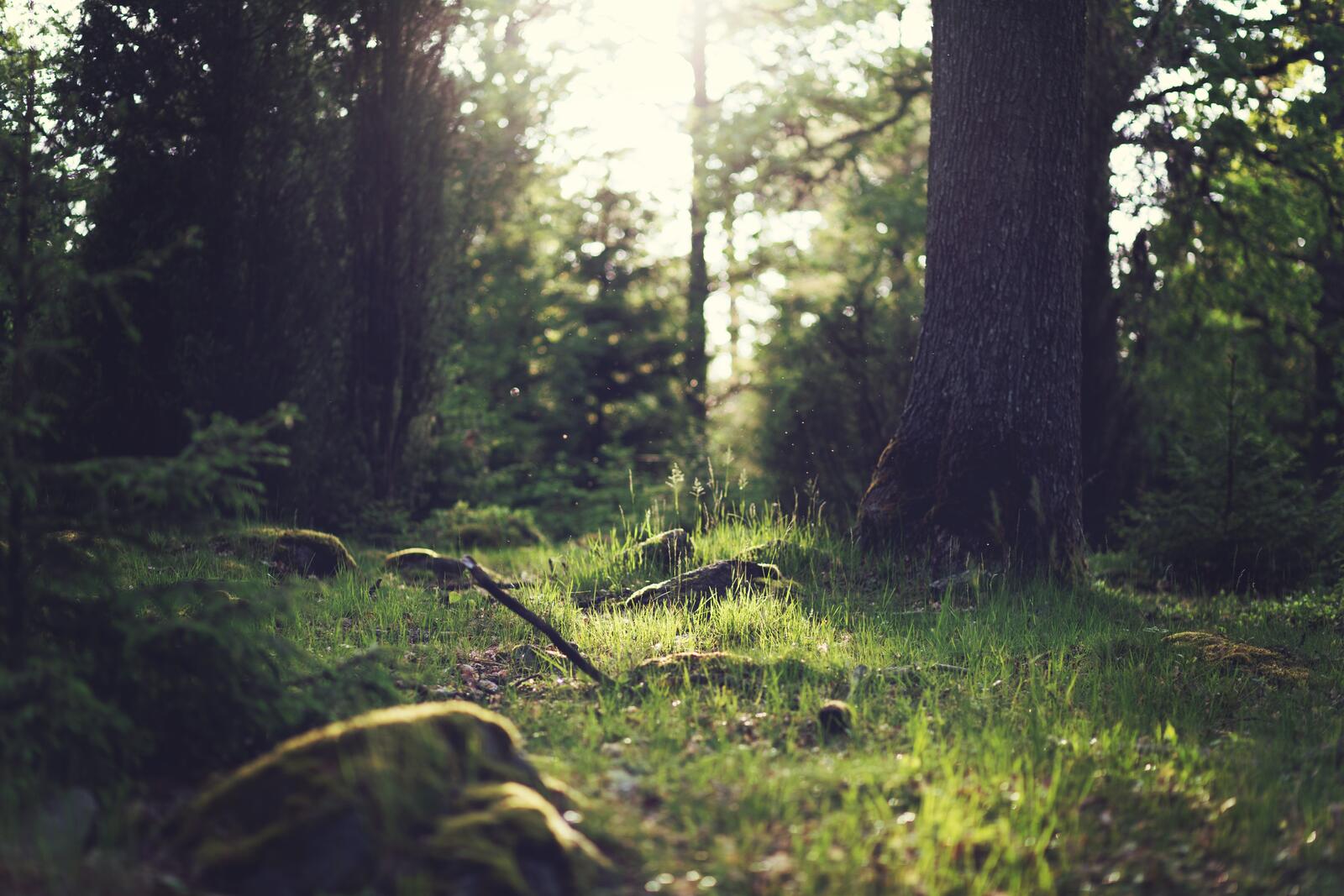 Бесплатное фото Солнечные лучи освещают лес