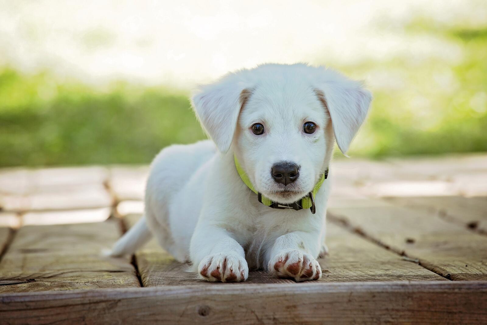 Бесплатное фото Маленький белый вислоухий щенок