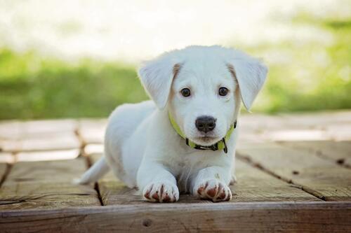 Little white lop-eared puppy