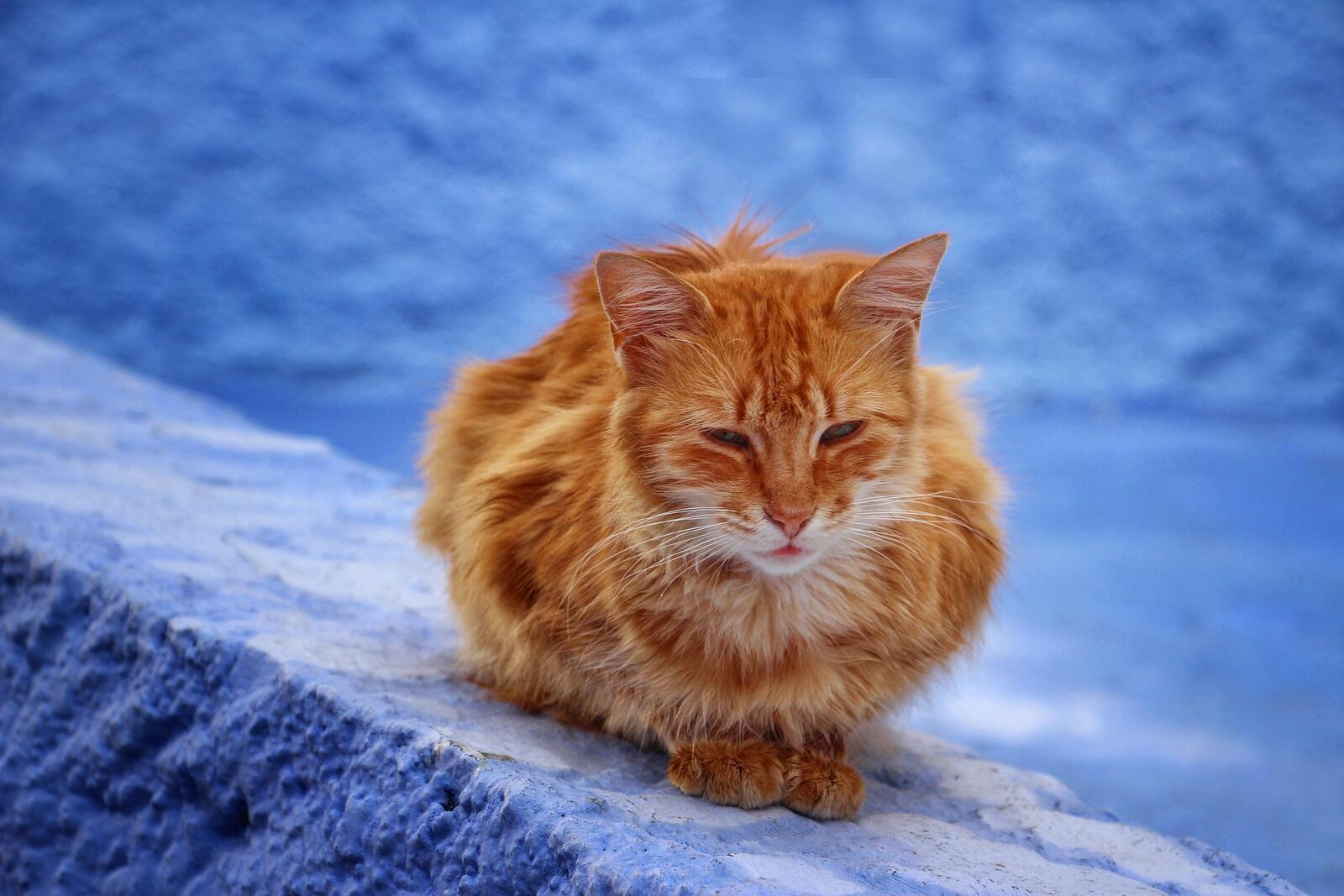 免费照片一只流浪的姜黄色猫咪