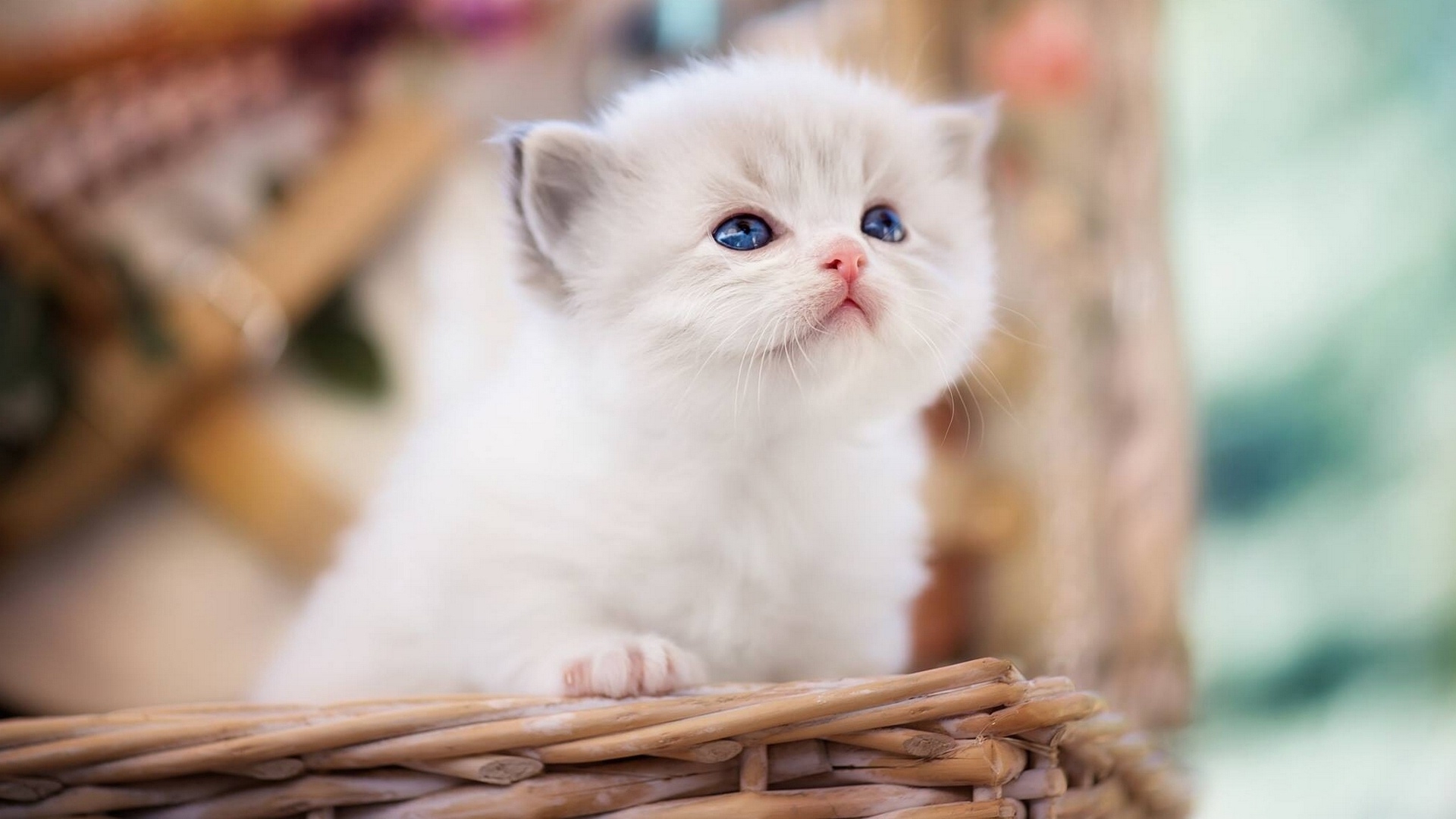 Милый белый котенок с голубыми глазами