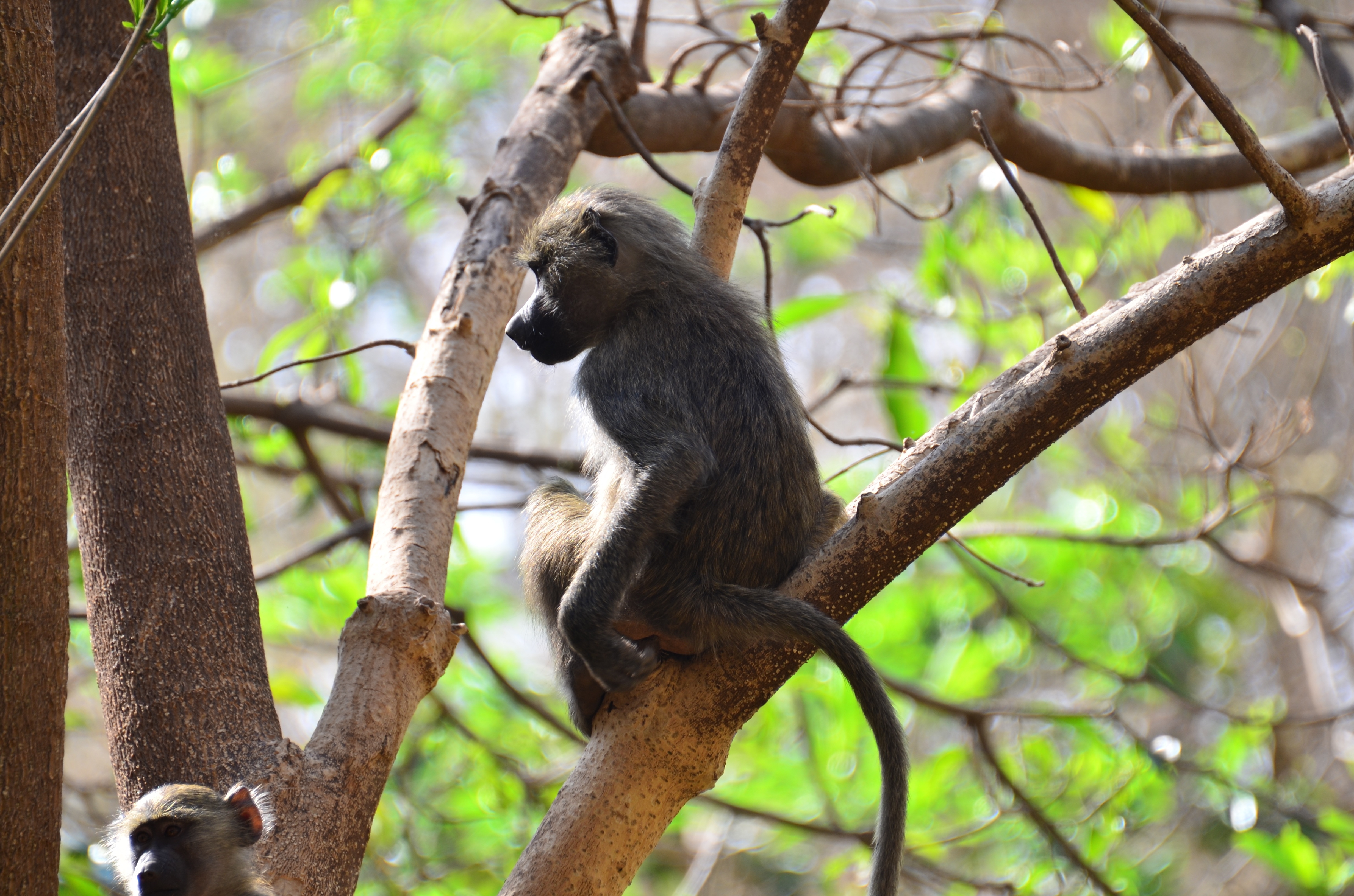 Free photo A monkey sits on a tree branch