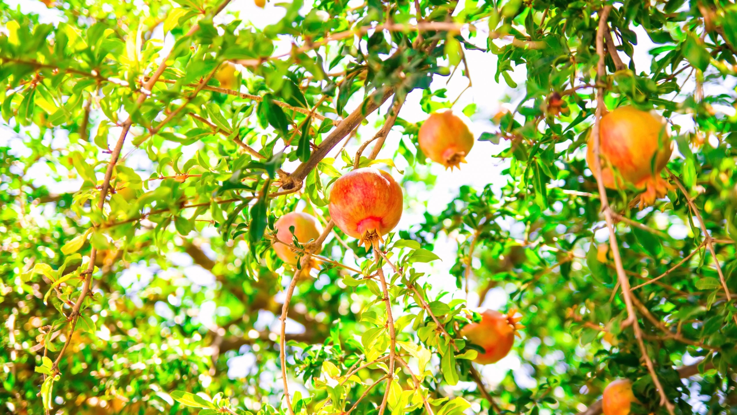 Wallpapers wallpaper pomegranate tree fruits on the desktop