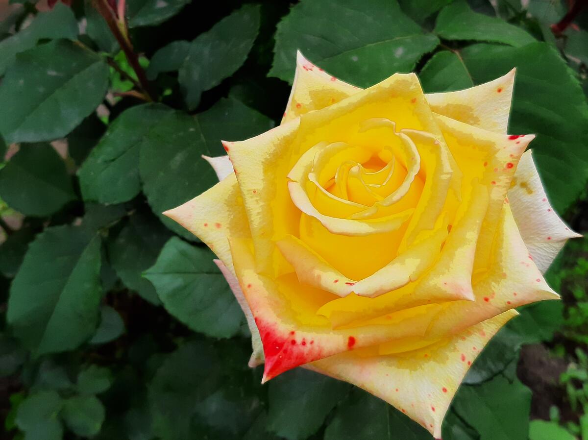 Shrub with yellow roses