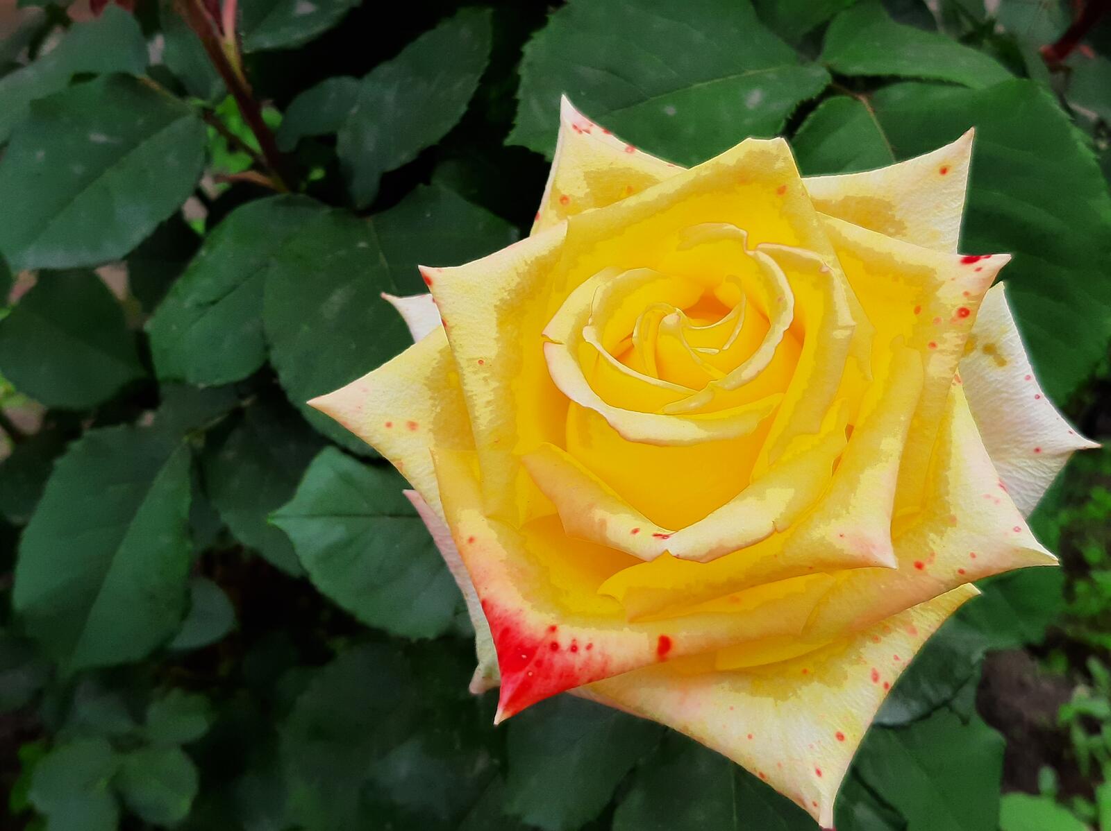 Free photo Shrub with yellow roses
