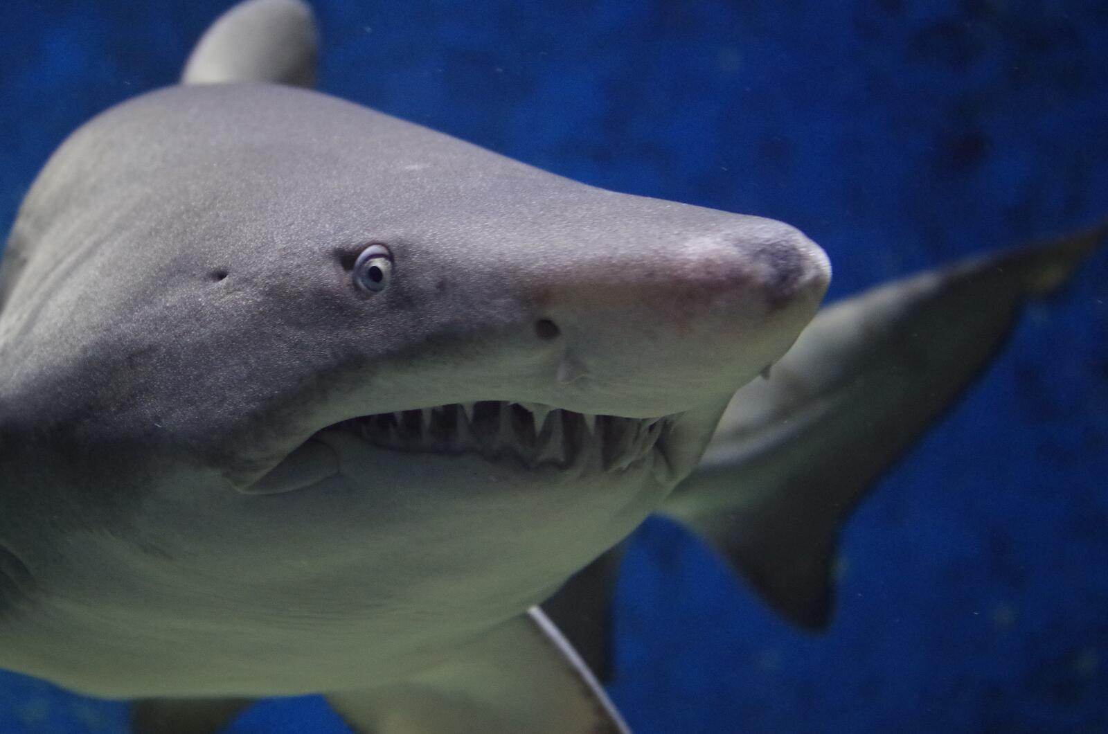 Бесплатное фото Большая белая акула с зубами