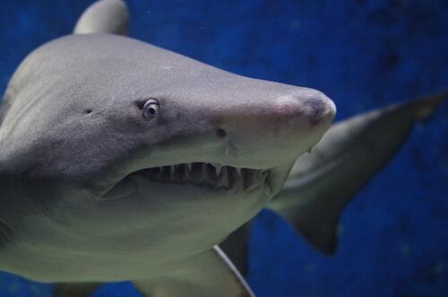 Большая белая акула с зубами