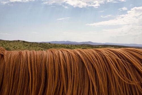 Red hair on a horse`s mane