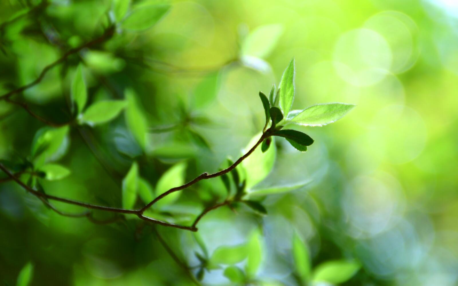 Free photo Green leaves on a twig