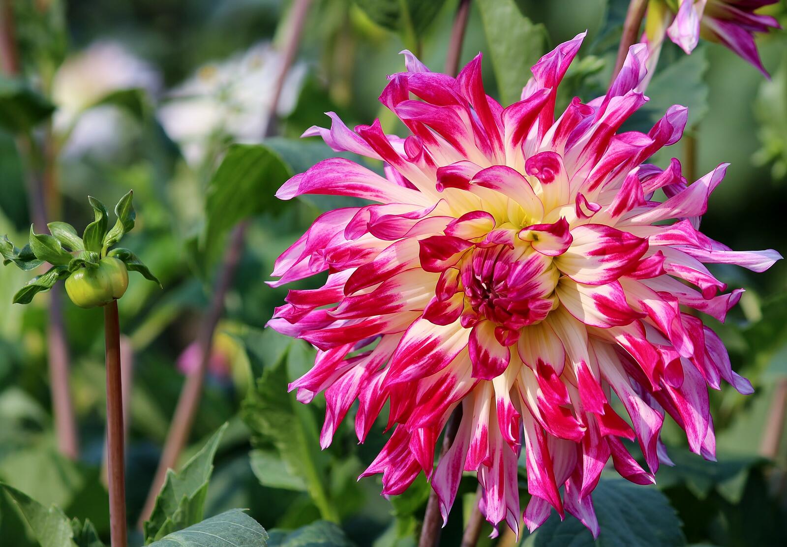 Free photo A beautiful pink dahlia flower from the daisy family