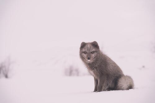 Полярная лиса серого цвета на снегу