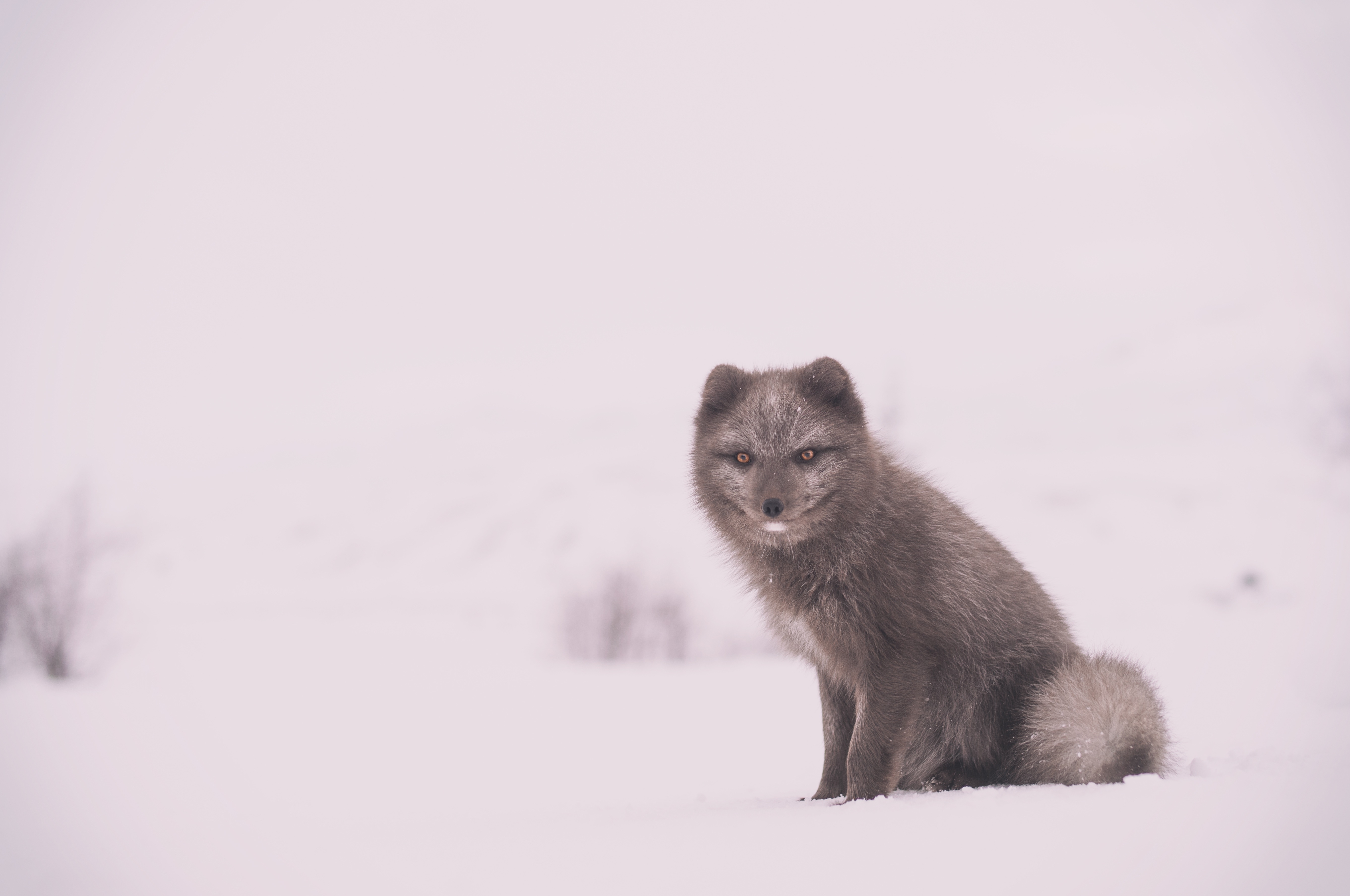 免费照片灰色的北极狐在雪中