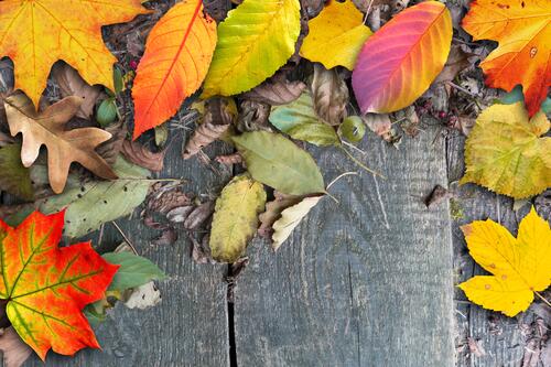 Опавшие осенние листья на деревянном фоне