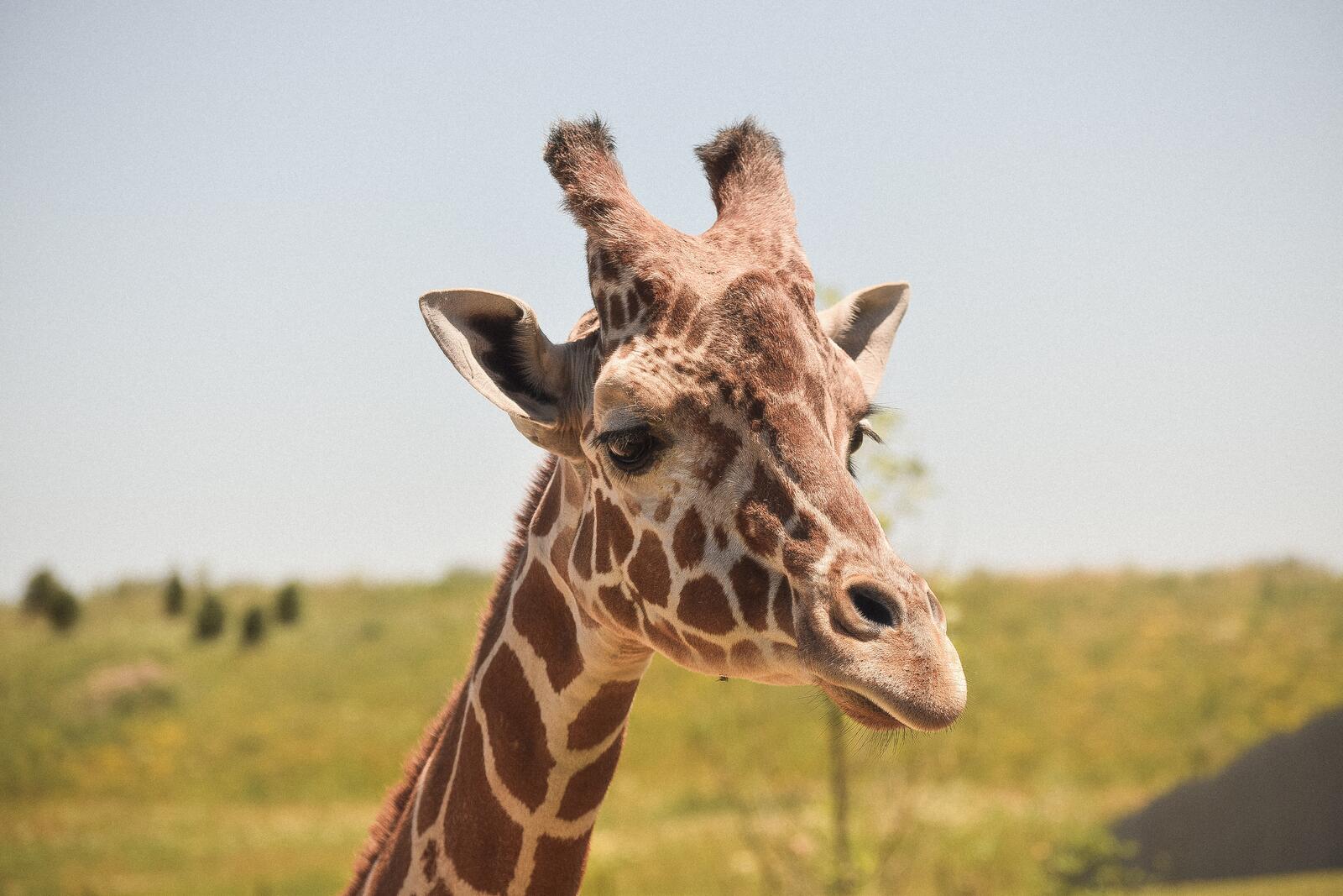 Бесплатное фото Портрет жирафа