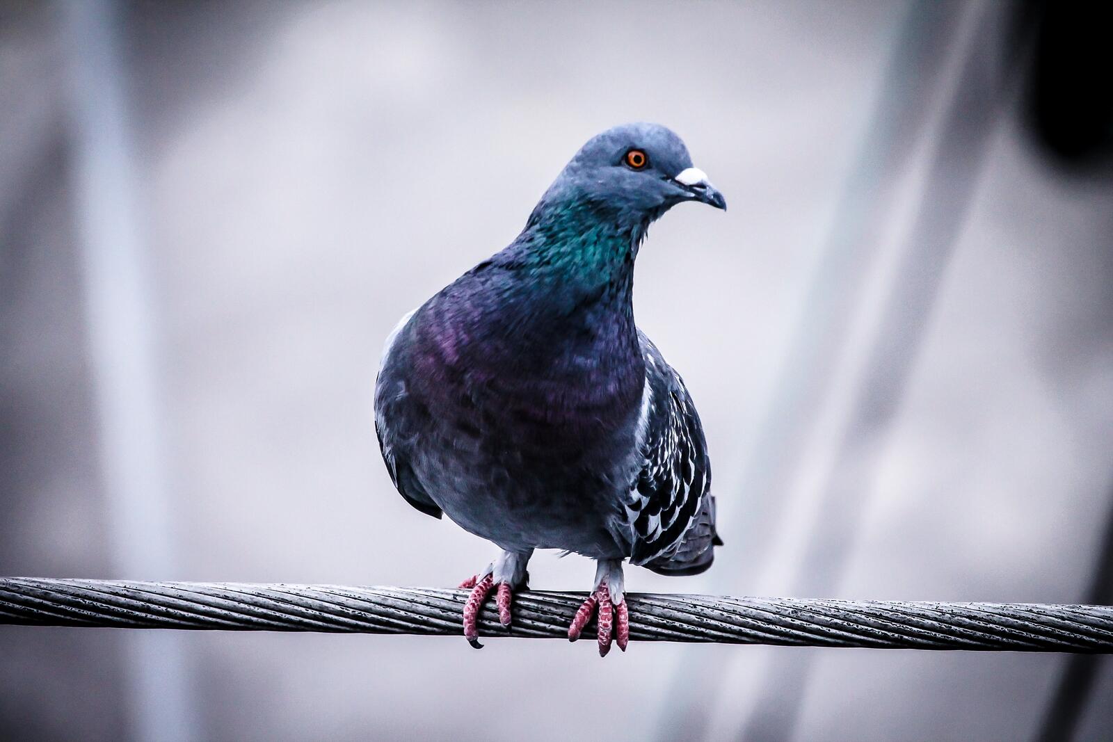 免费照片一只鸽子坐在铁丝网上的特写。