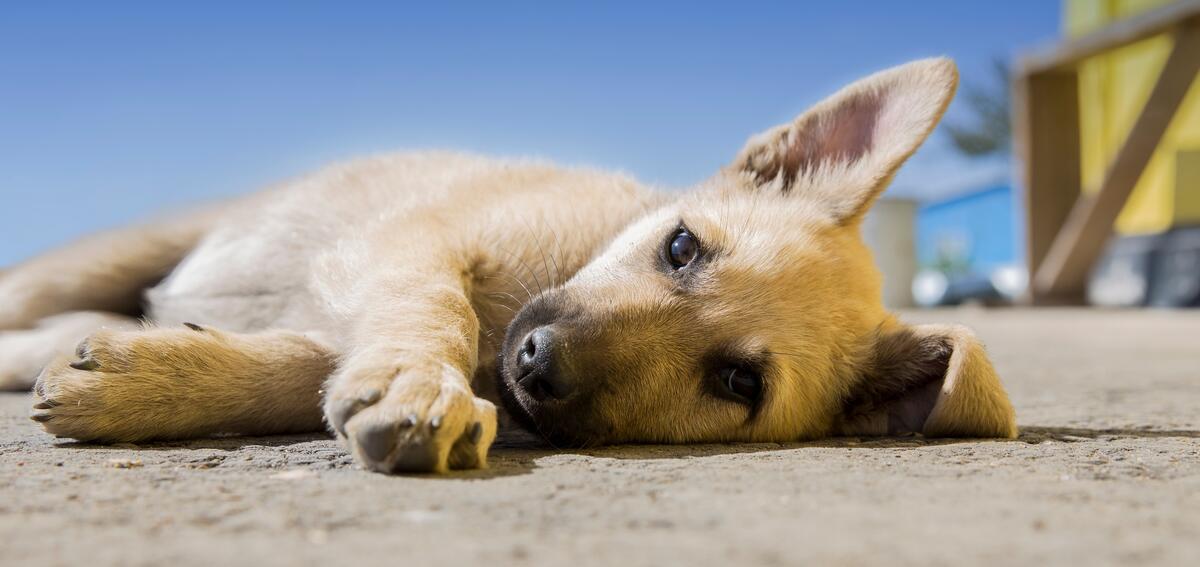 Уставший щенок лежит на земле