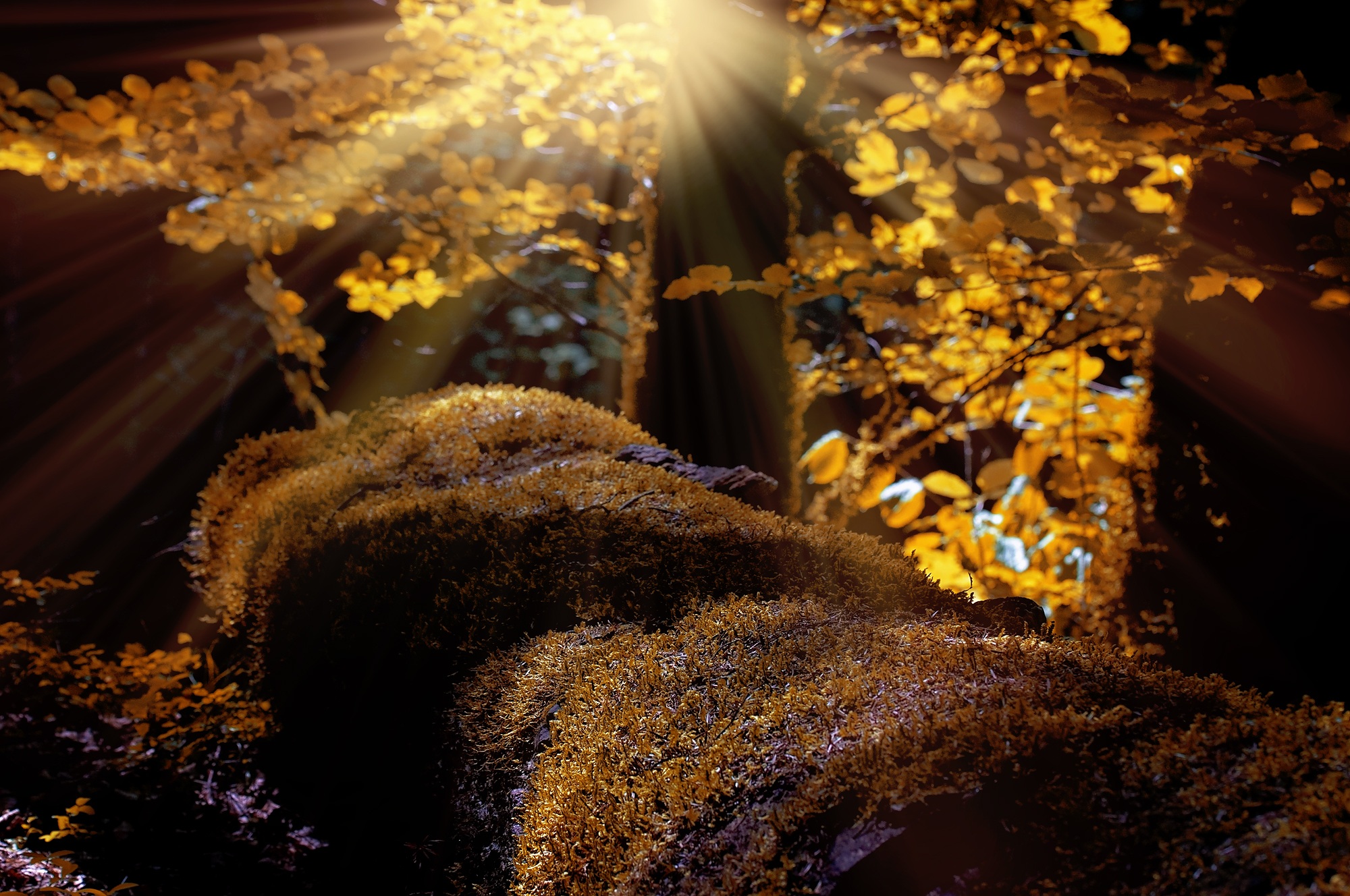 Sunlight illuminates the yellow moss
